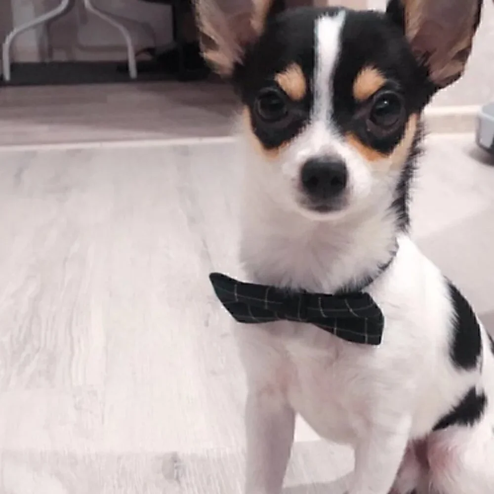 🍒 Gentleman's Plaid Bow or Tie Collar